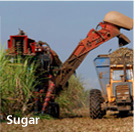 Sugar